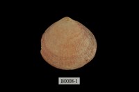 藏品(白線蚶蜊)的圖片